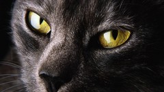 Nature Animals eyes cats close-up yellow eyes