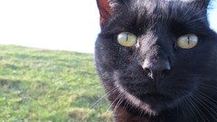 Nature Animals eyes cats fur ears close-up whiskers pets