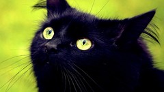 Nature Animals eyes cats Kittens