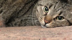 Nature Animals eyes cats Kittens pets