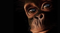 Nature Animals eyes chimpanzee primates ape primate mankind