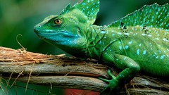 Nature Animals eyes Green Wood Reptiles basilisk lizards