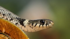 Nature Animals eyes snakes cobra scales