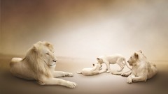 Nature Animals family Lions
