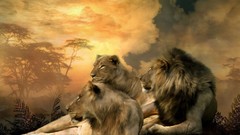 Nature Animals family Lions wildlife