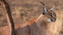 Nature Animals feline depth of field