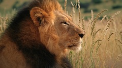 Nature Animals feline Lions