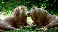 Nature Animals feline Lions