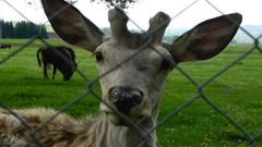 Nature Animals fences romania