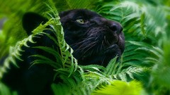 Nature Animals Ferns wildlife panthers
