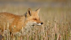 Nature Animals fields foxes