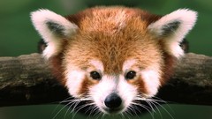 Nature Animals firefox red pandas