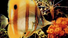 Nature Animals fish