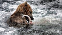 Nature Animals fish Bears hunting rivers