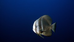 Nature Animals fish Sea