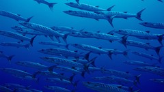 Nature Animals fish Sea