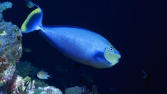 Nature Animals fish Sea