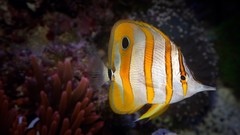 Nature Animals fish tropical