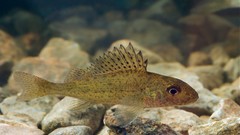 Nature Animals fish underwater