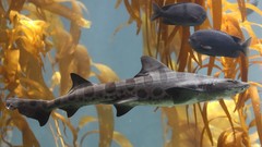 Nature Animals fish underwater Sharks