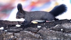 Nature Animals fluffy outdoors black eyes squirrels