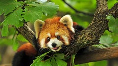 Nature Animals forests red pandas