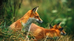 Nature Animals foxes