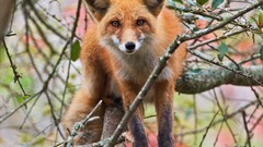 Nature Animals foxes