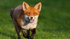 Nature Animals foxes