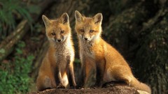 Nature Animals foxes