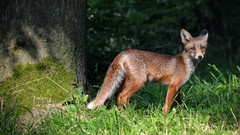 Nature Animals foxes