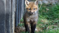 Nature Animals foxes