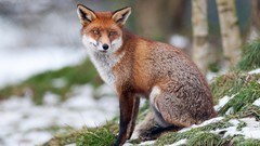 Nature Animals foxes