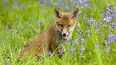Nature Animals foxes