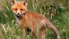 Nature Animals foxes