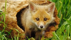 Nature Animals foxes