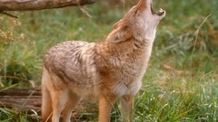 Nature Animals foxes