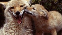 Nature Animals foxes