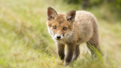 Nature Animals foxes