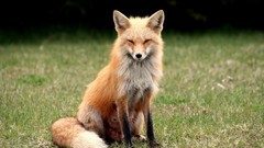 Nature Animals foxes