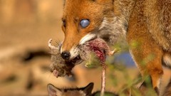 Nature Animals foxes