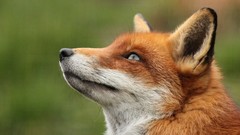 Nature Animals foxes