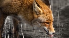 Nature Animals foxes