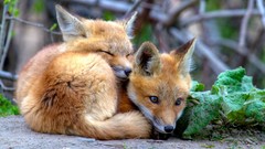 Nature Animals foxes