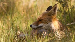 Nature Animals foxes