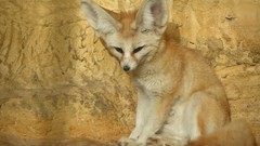 Nature Animals foxes