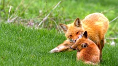 Nature Animals foxes