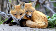 Nature Animals foxes