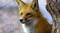 Nature Animals foxes