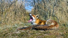 Nature Animals foxes
